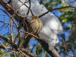 Image of Grey-winged Blackbird