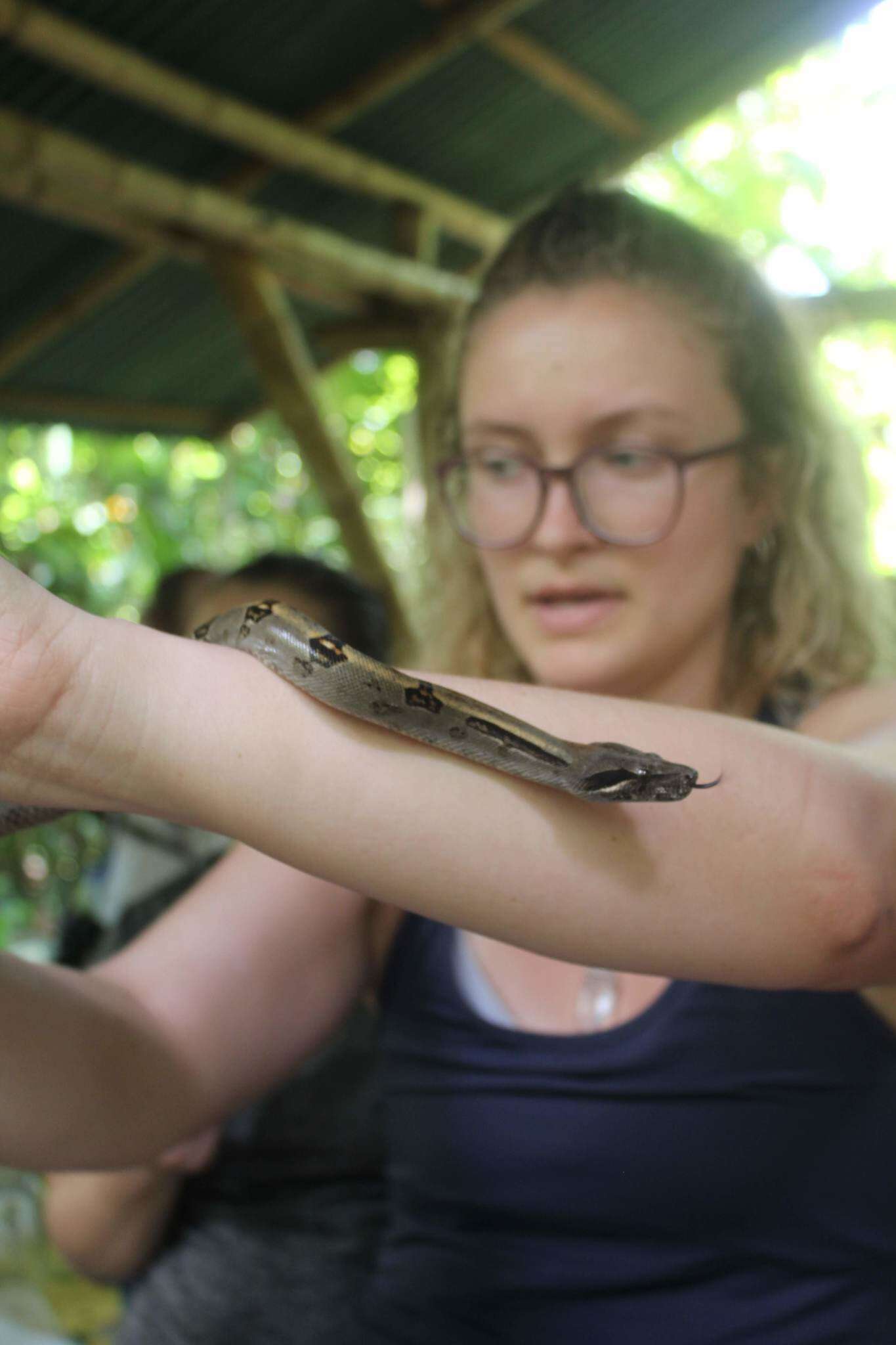 Image of Arabesque Boa