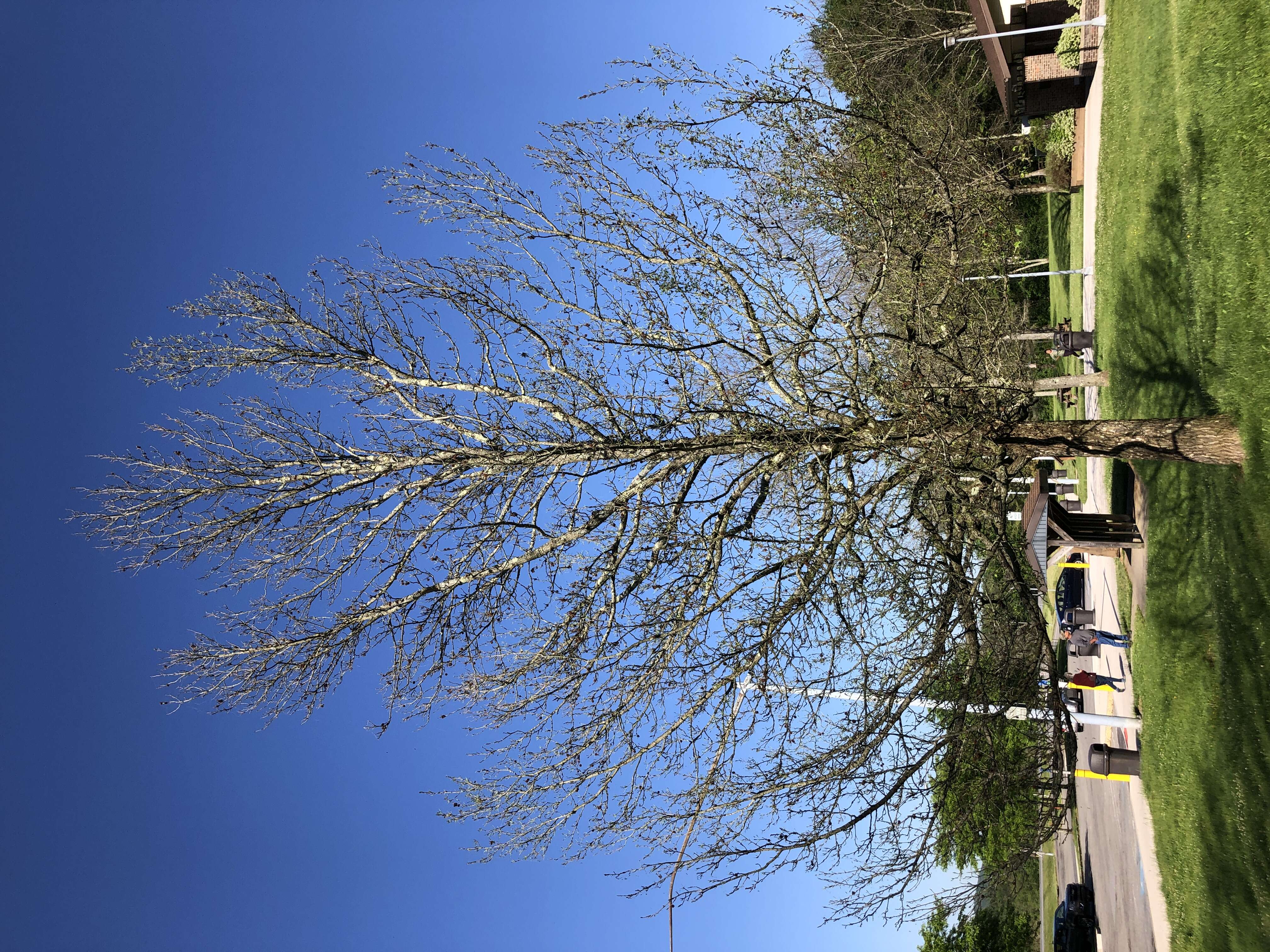 Image of American Sweetgum