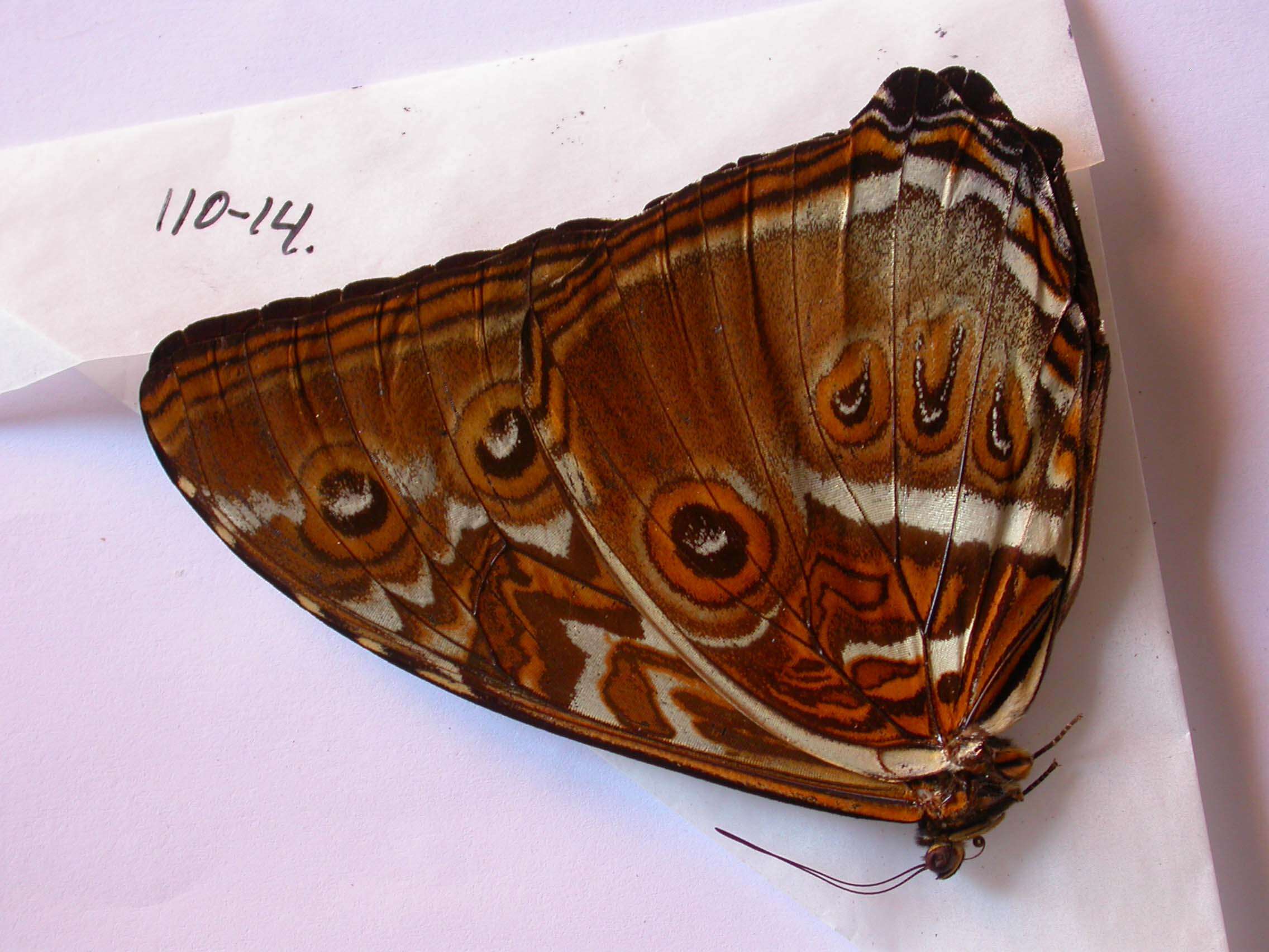 صورة Morpho cisseis Felder 1860