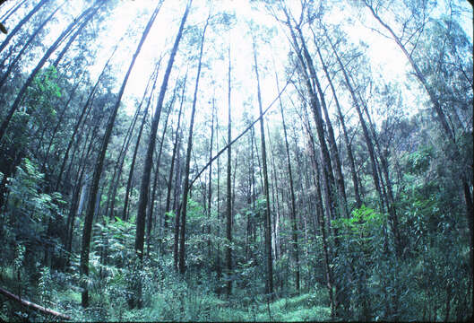 Image of river sheoak