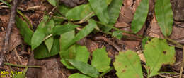 Image of Tsushima Ground Skink