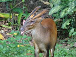 Image of Barking Deer