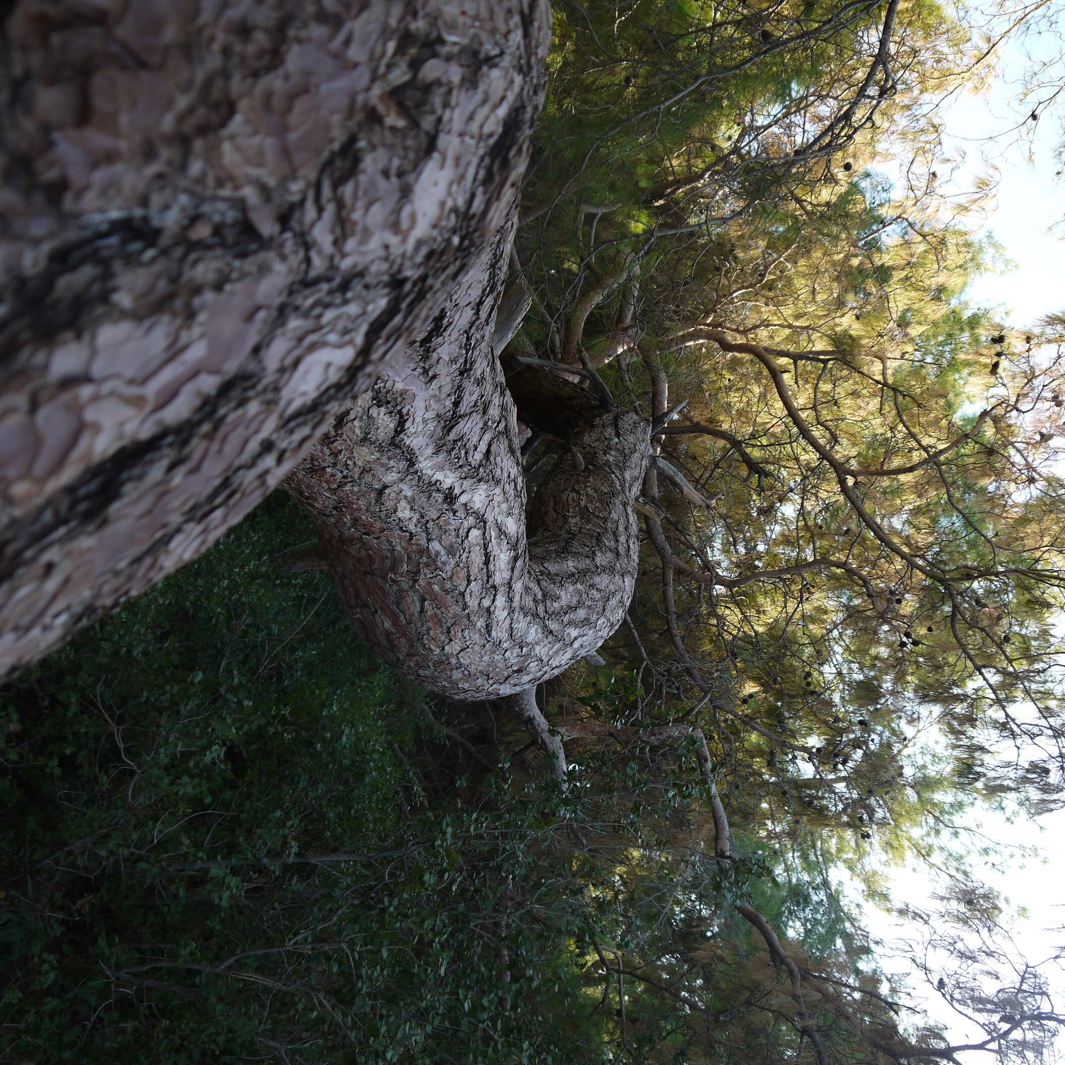 Image of Brutia Pine