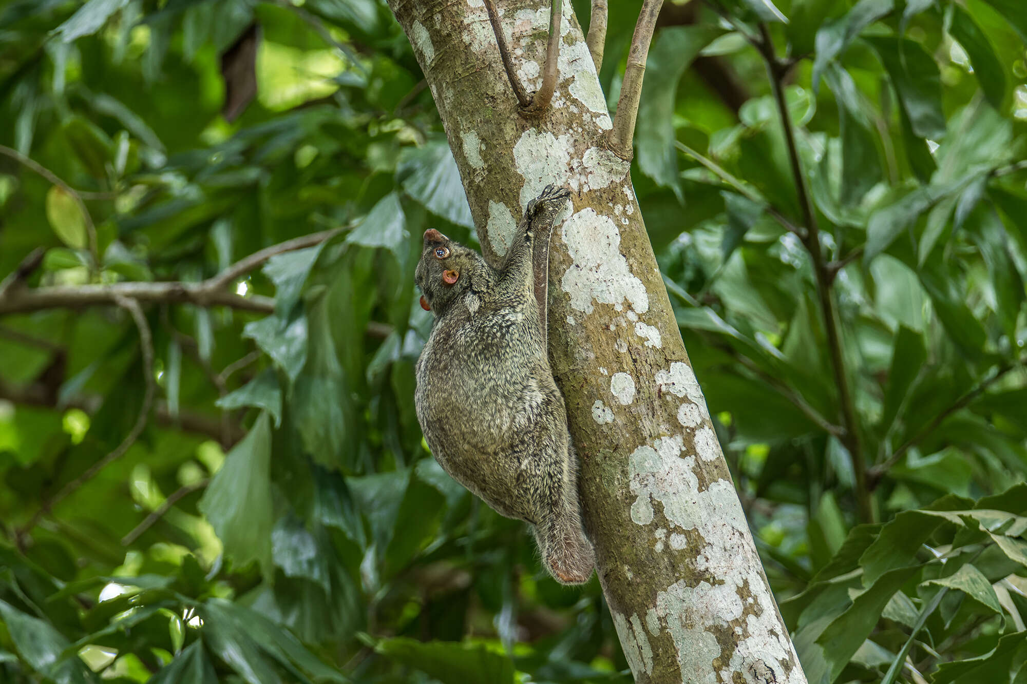 Image of Malayan Flying Lemurs