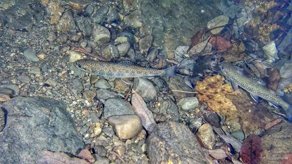 Image of brook trout