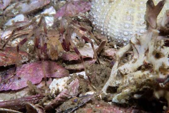 Image of sea spider