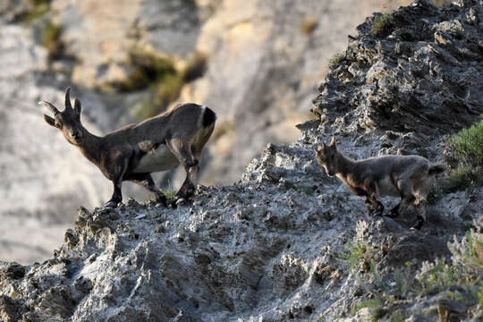 Plancia ëd Capra ibex Linnaeus 1758