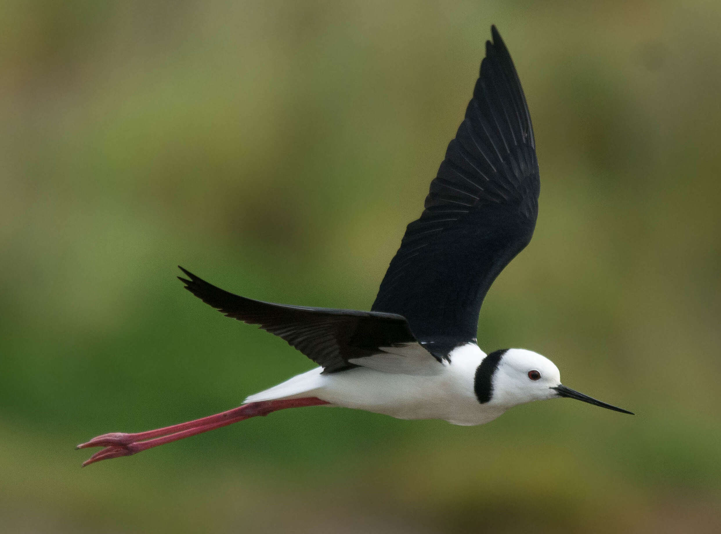 Image of Pied Stilt