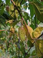 Image of soursop