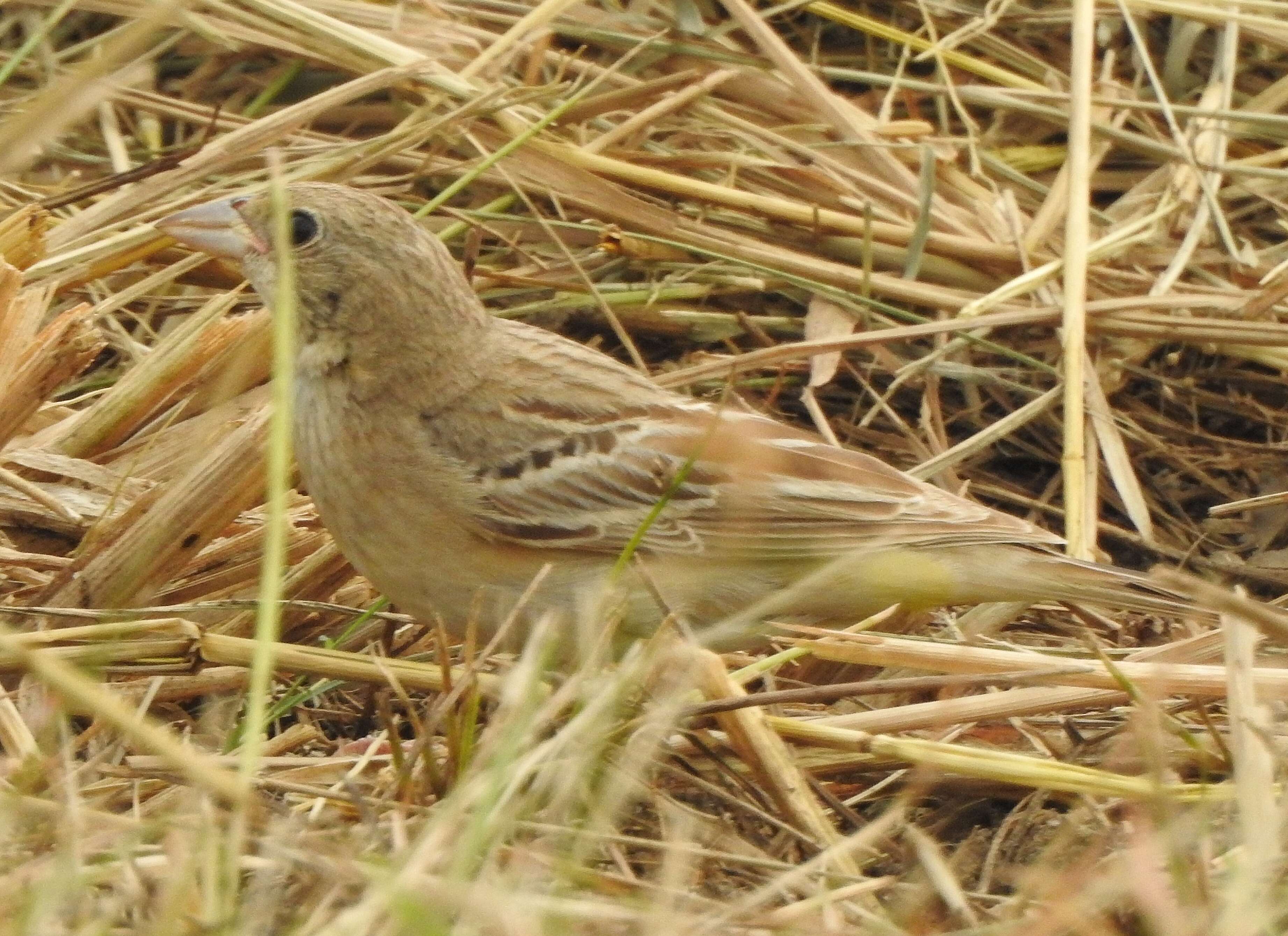 Image of Black-headed Bunting