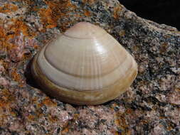 Image of rayed trough clam