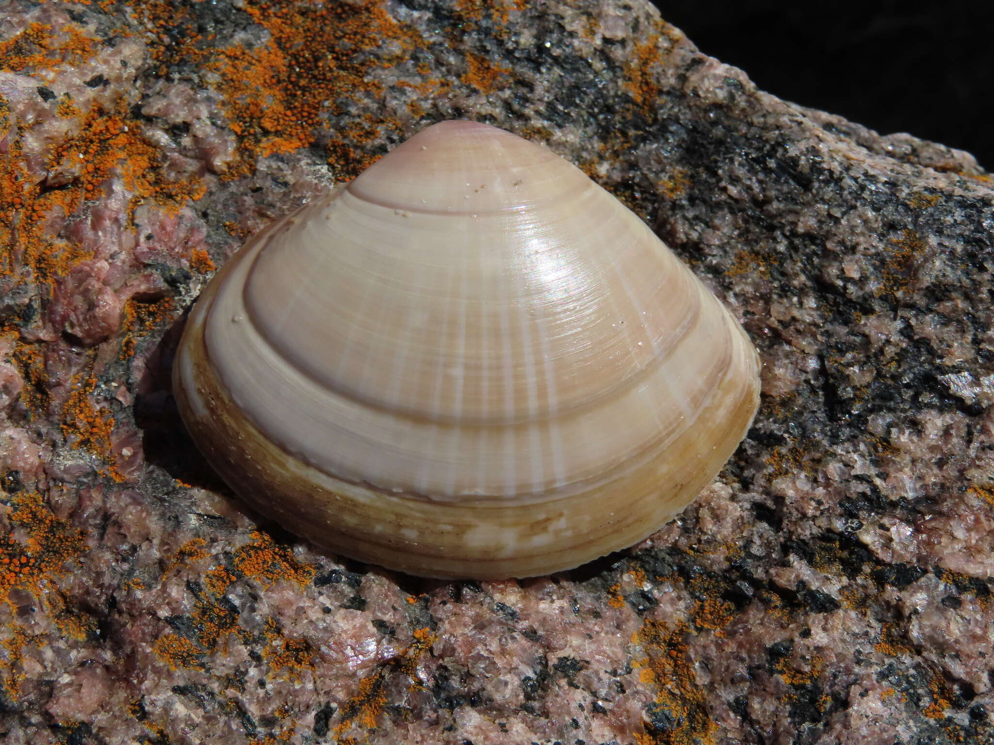 Image of rayed trough clam