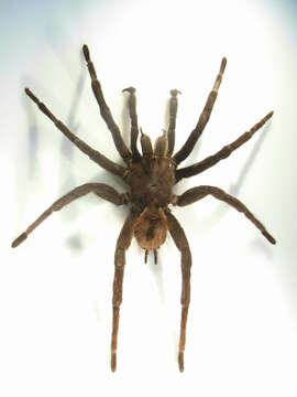 Image of Peruvian Steely Blue Tarantula