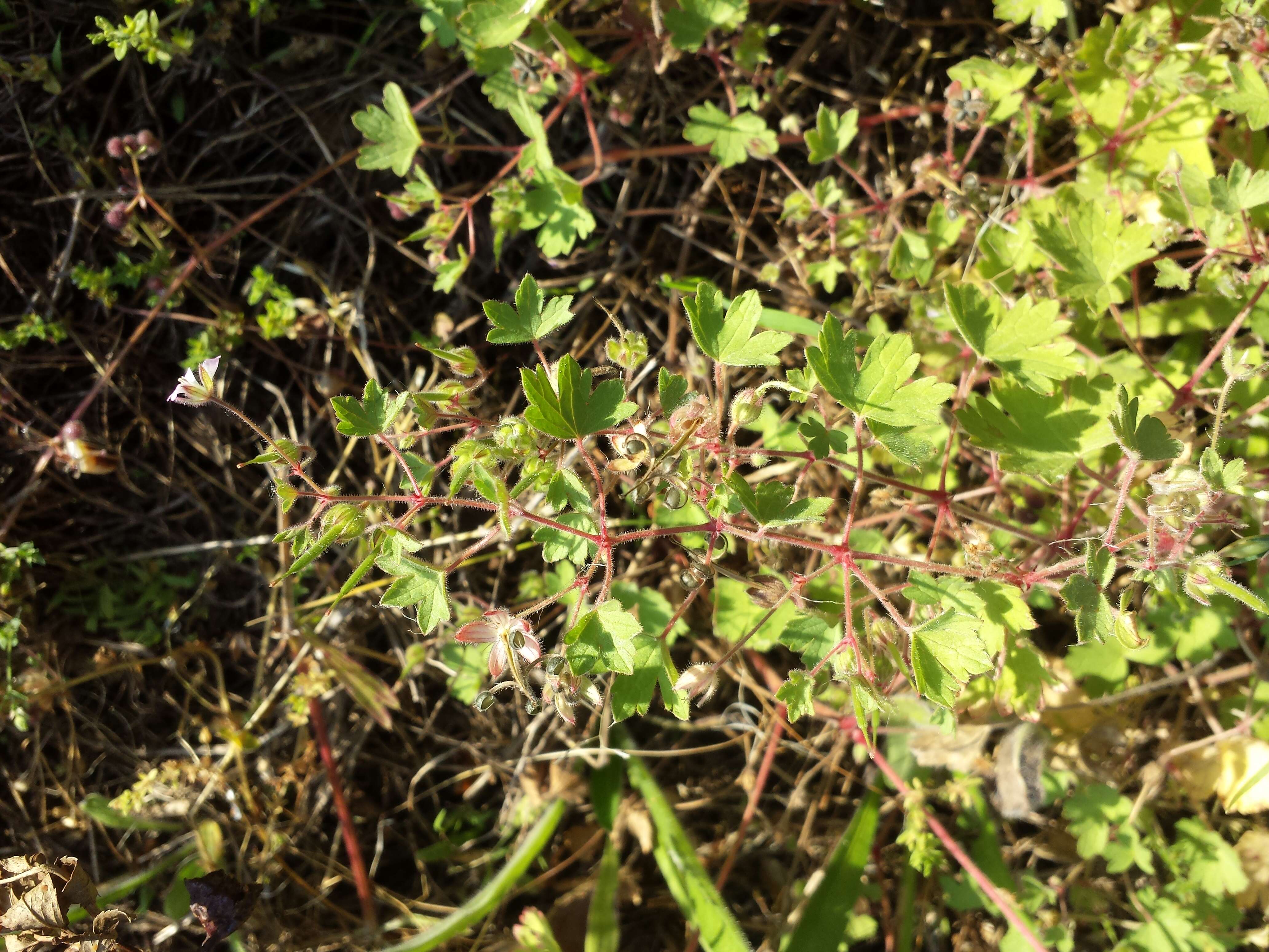 Image of Round-leaved Crane's-bill