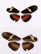 Image of Heliconius clysonymus Latreille 1817