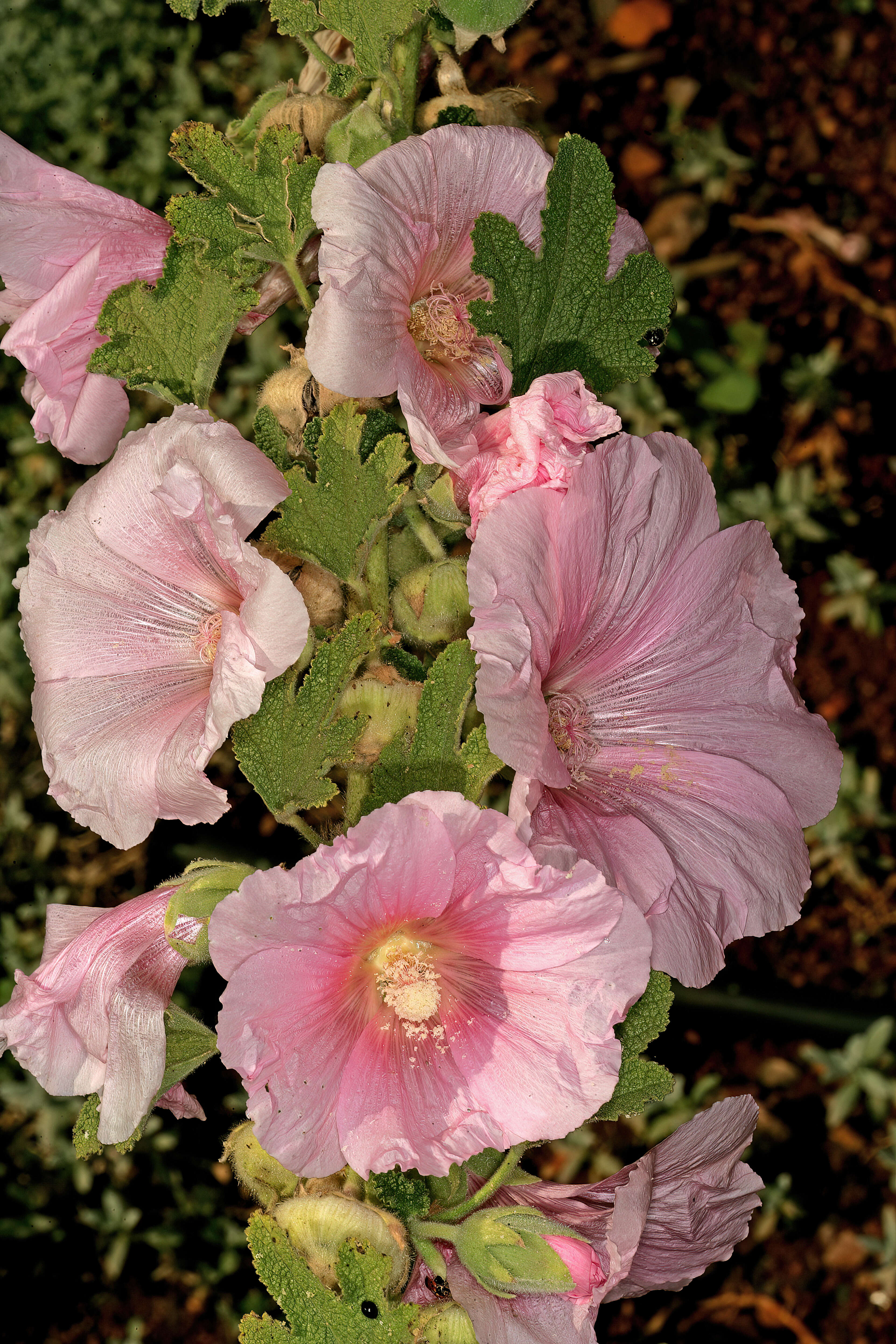 Image of hollyhock