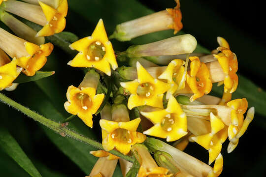 Слика од Freylinia lanceolata (L. fil.) G. Don