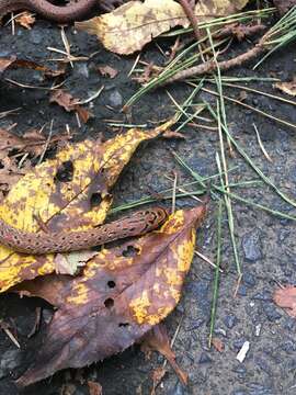 Image of Burrowing Ratsnake