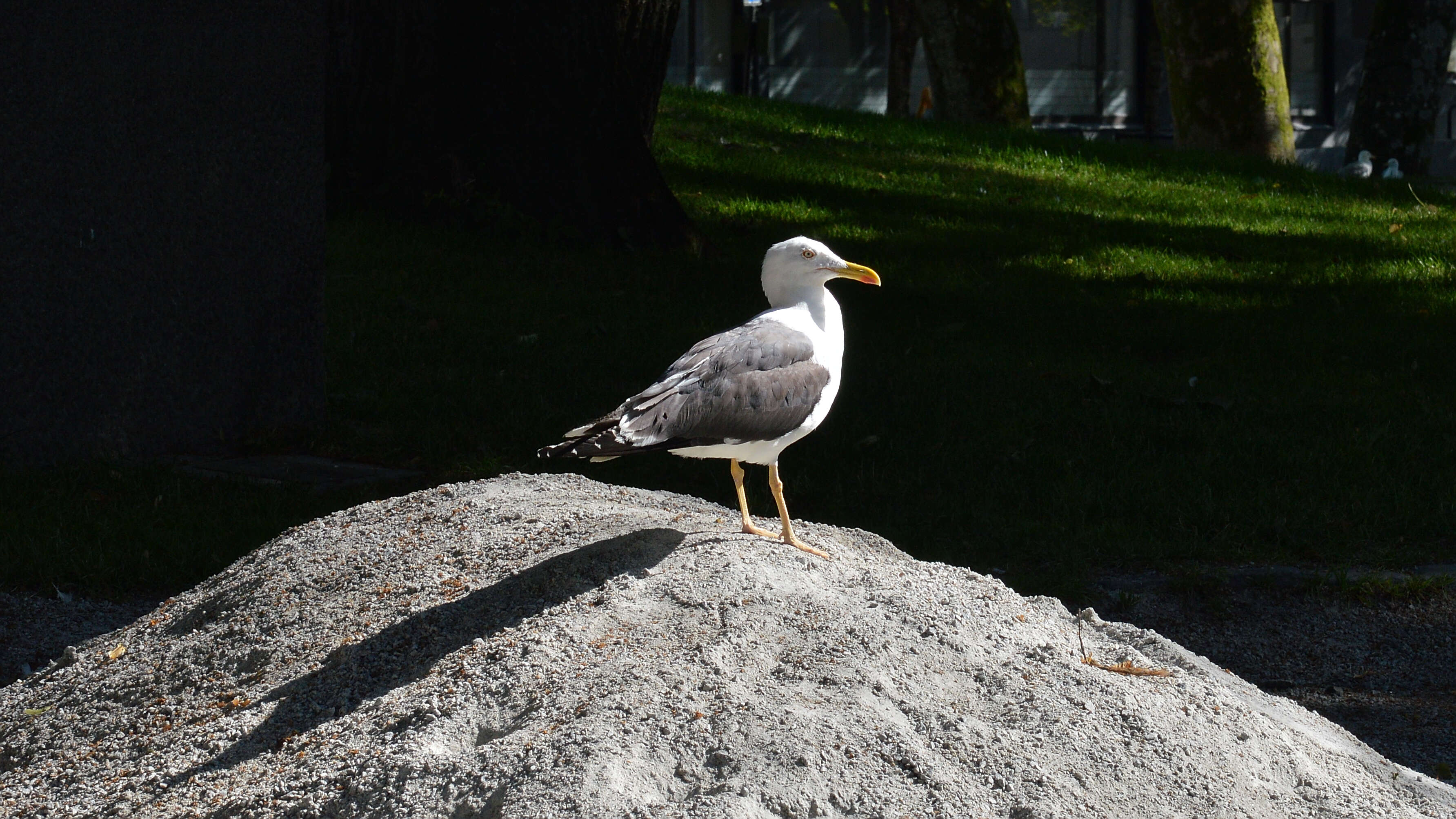 Image of Lesser Black-backed Gull