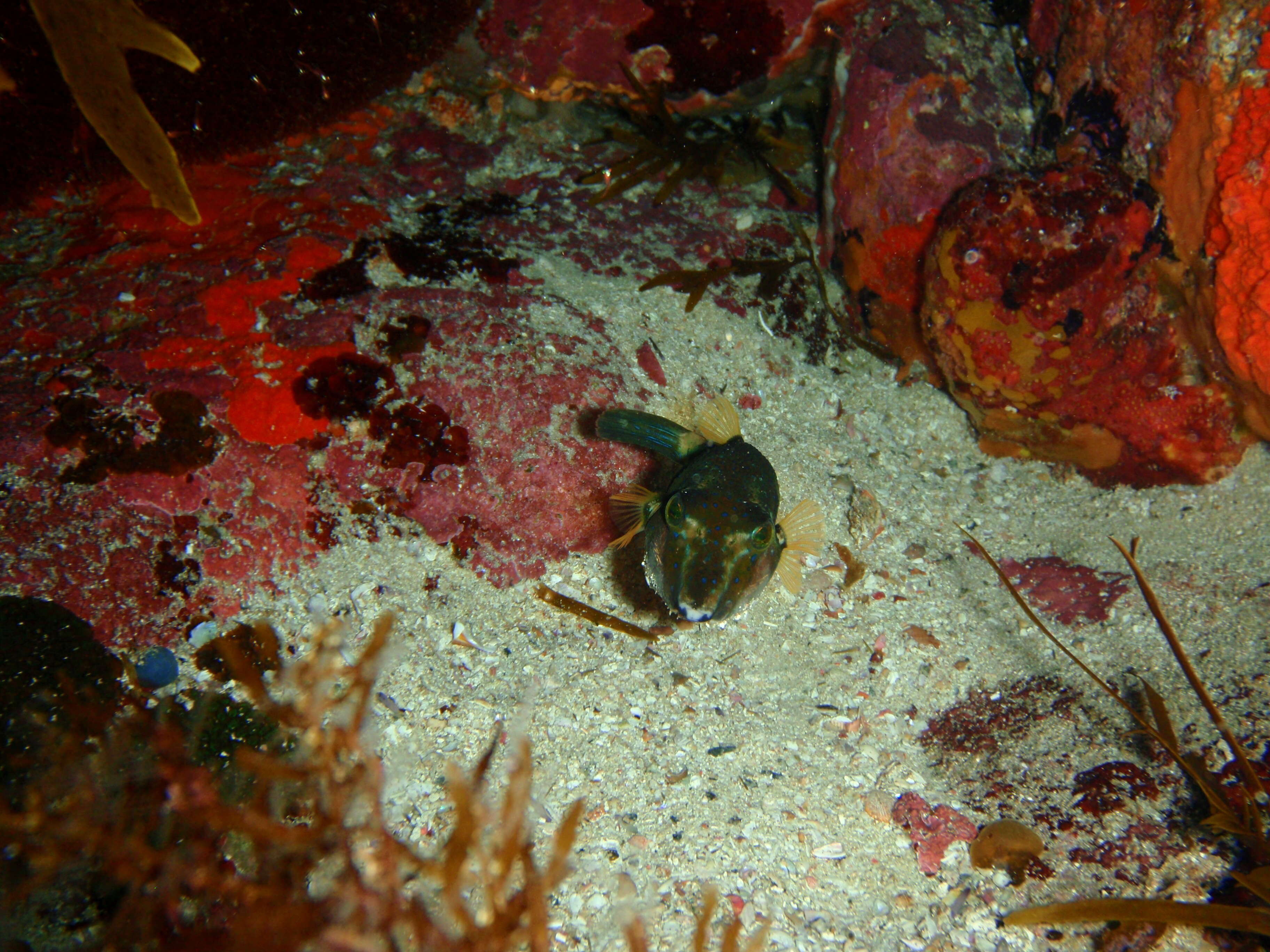 Image of Bluespotted Toadfish