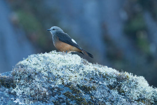 Image of Red-rumped Bush Tyrant