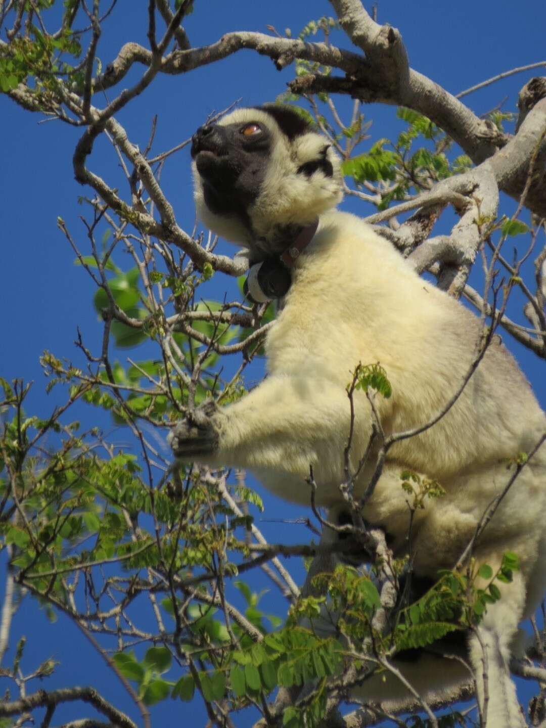 Image of Verreaux's Sifaka