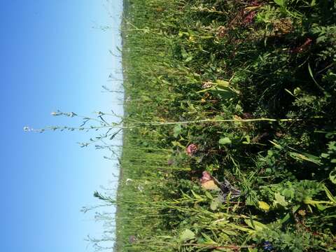 Image of gardencress pepperweed