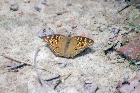 Image of Junonia lemonias Linnaeus 1758