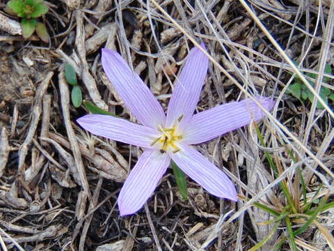 Image of Colchicum bulbocodium Ker Gawl.