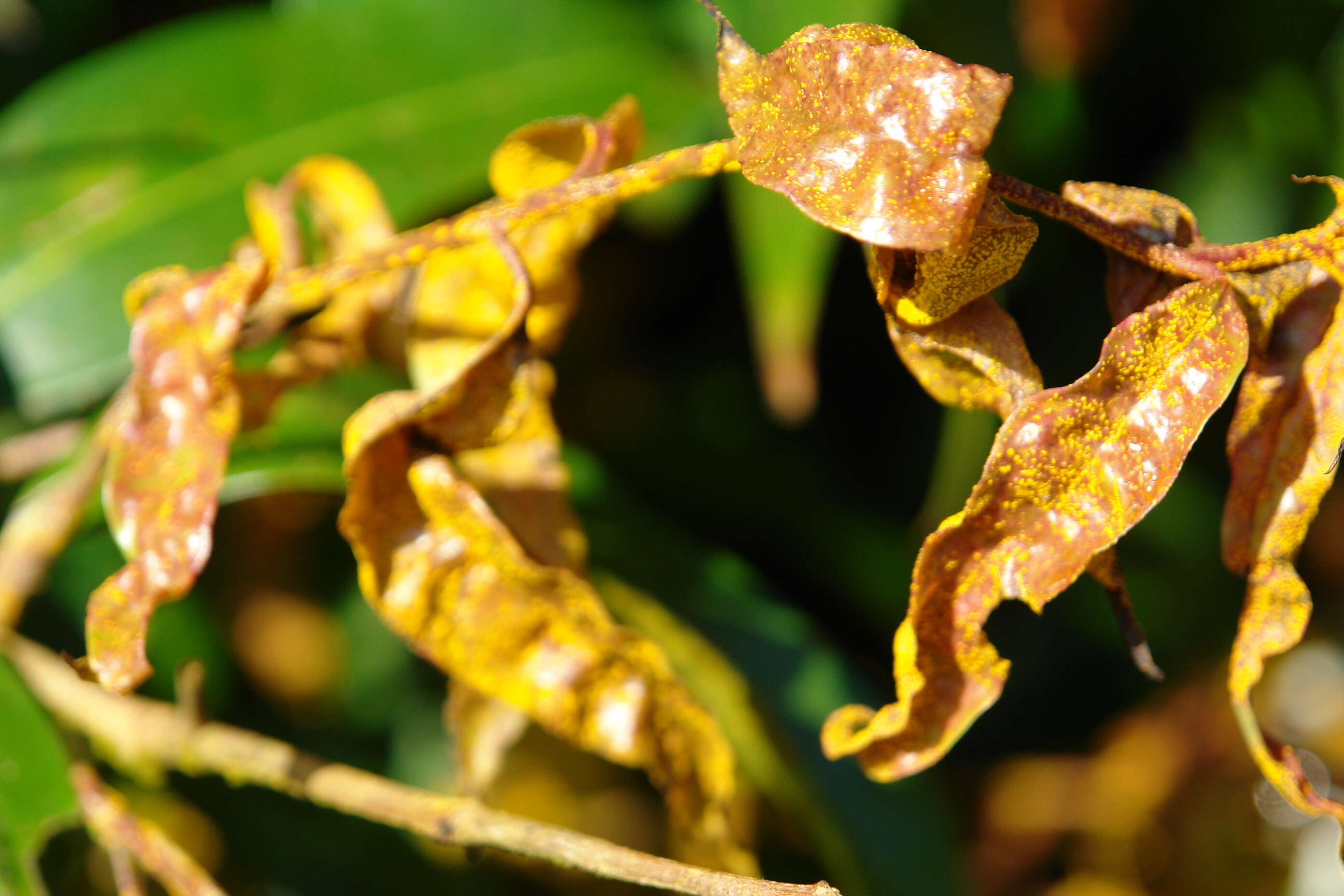 Image de Austropuccinia psidii (G. Winter) Beenken 2017