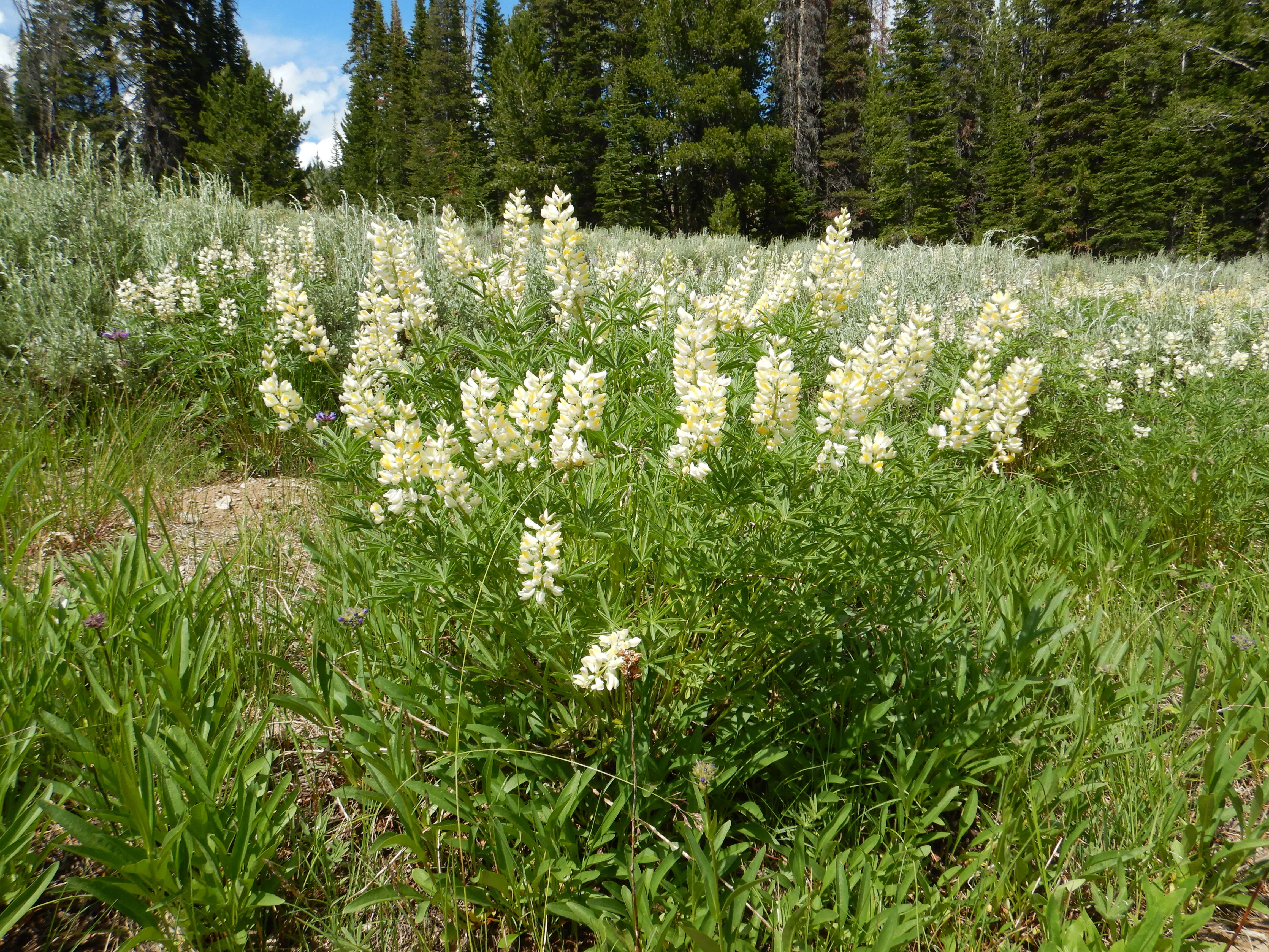 Imagem de Lupinus arbustus Lindl.