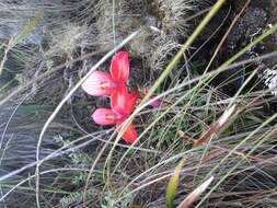 Image of Red Disa