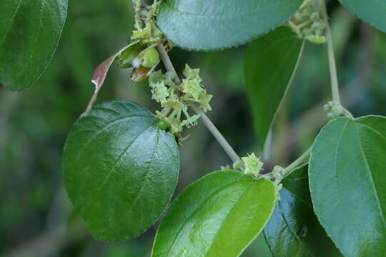 Image of Indian Jujube