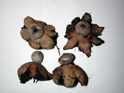 Image of Geastrum coronatum Pers. 1801