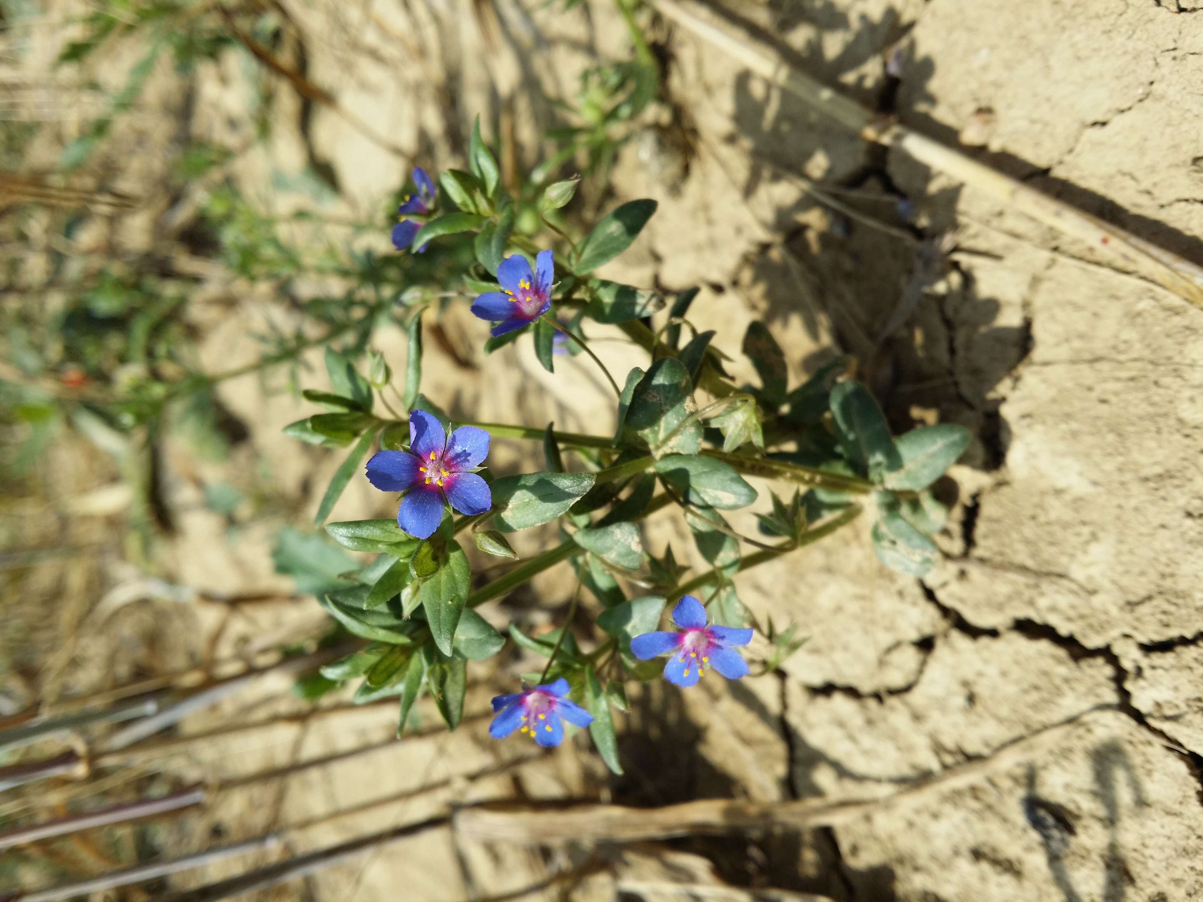 Imagem de Lysimachia foemina (Mill.) U. Manns & Anderb.