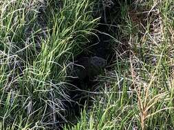 Image of Brown Lemming