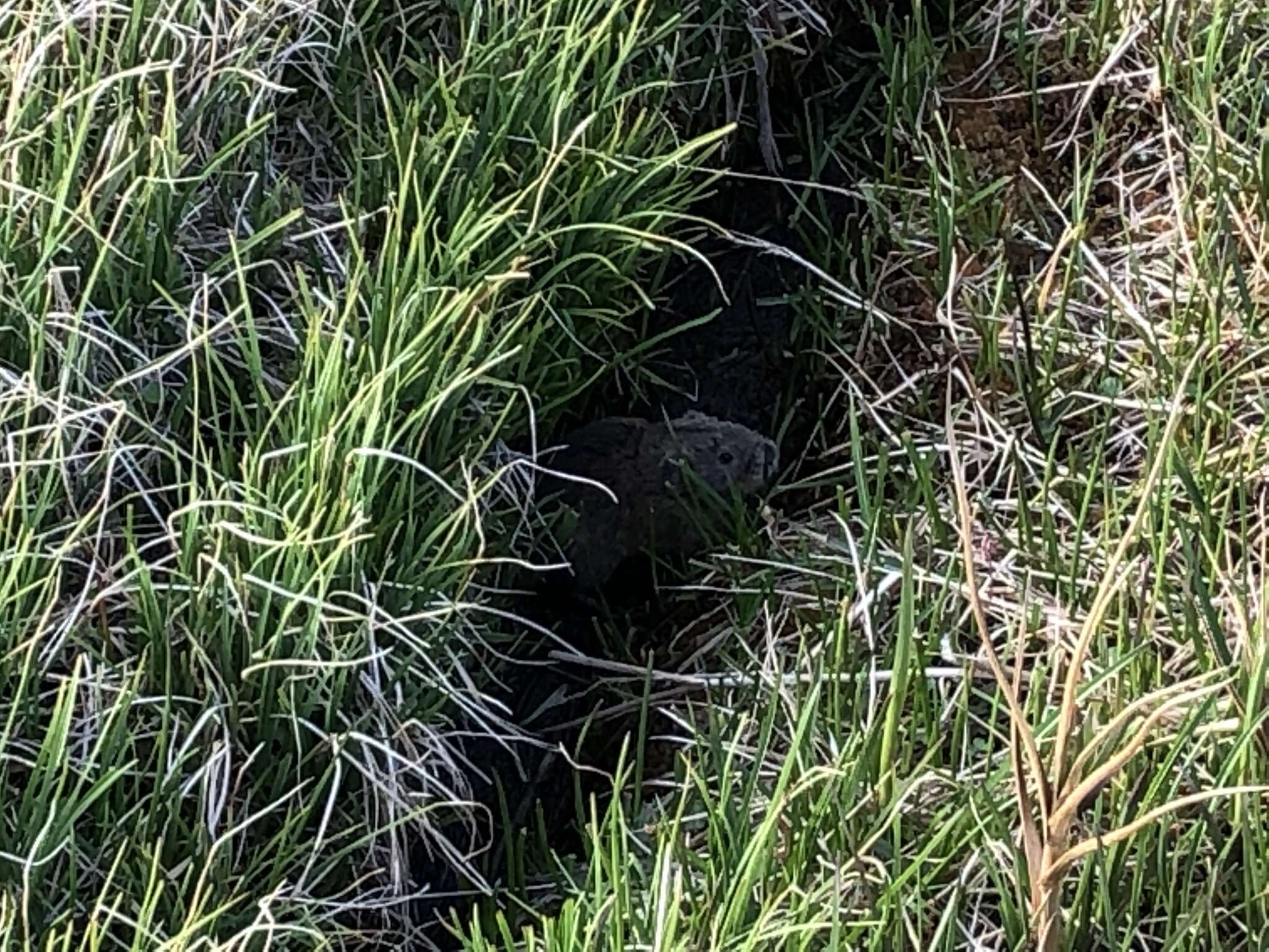 Image of Brown Lemming