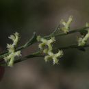 Image of <i>Pectocarya heterocarpa</i>