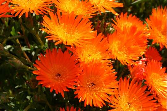 صورة Lampranthus aureus (L.) N. E. Br.