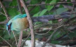 Image de Motmot caraïbe