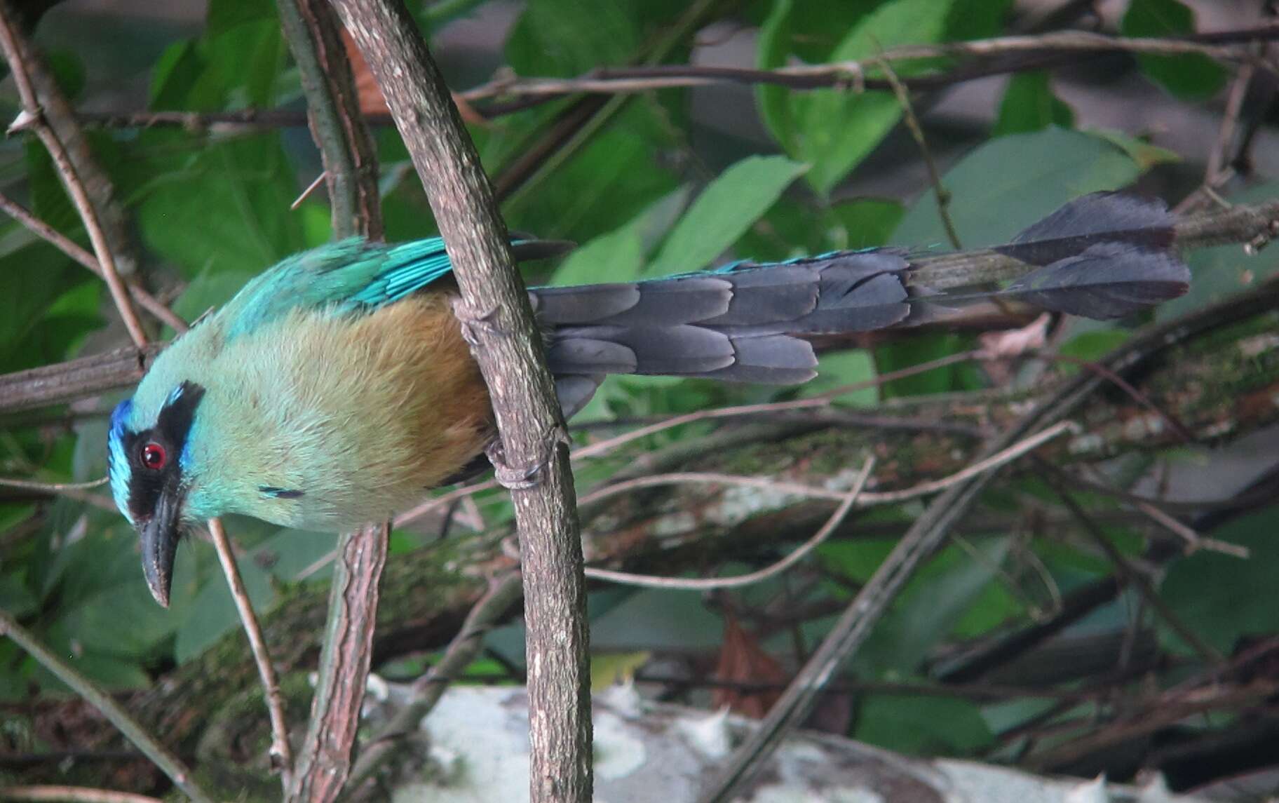 Image de Motmot caraïbe