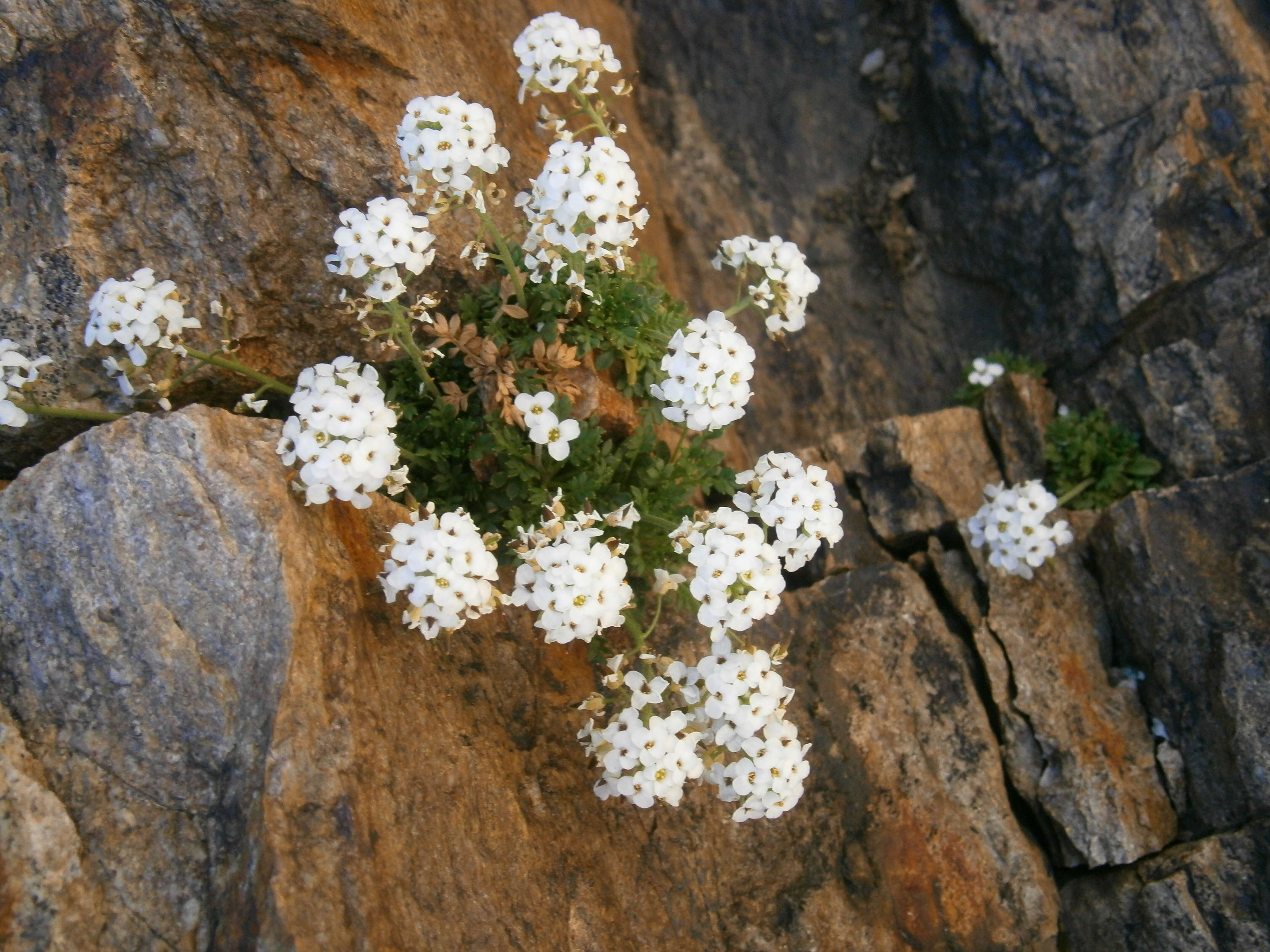 Imagem de Hornungia alpina (L.) O. Appel