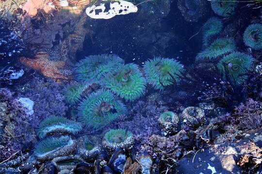 Image of ochre sea star