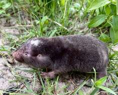 Image of Damaraland mole rat