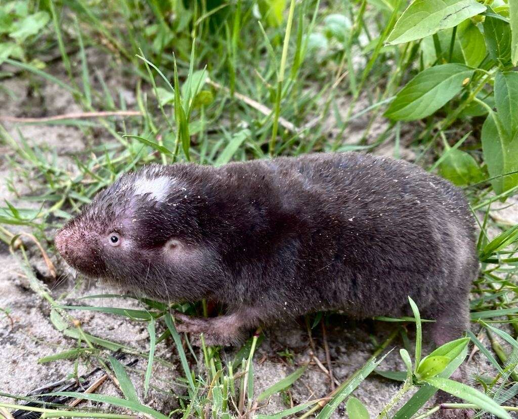 Image of Damaraland mole rat