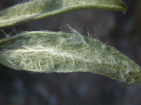 Plantago albicans L. resmi