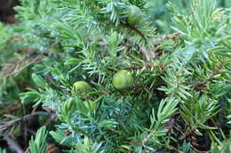 صورة Juniperus taxifolia Hook. & Arn.