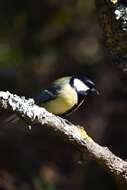 Image of Great Tit