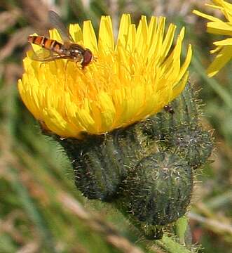 Plancia ëd Sonchus arvensis L.